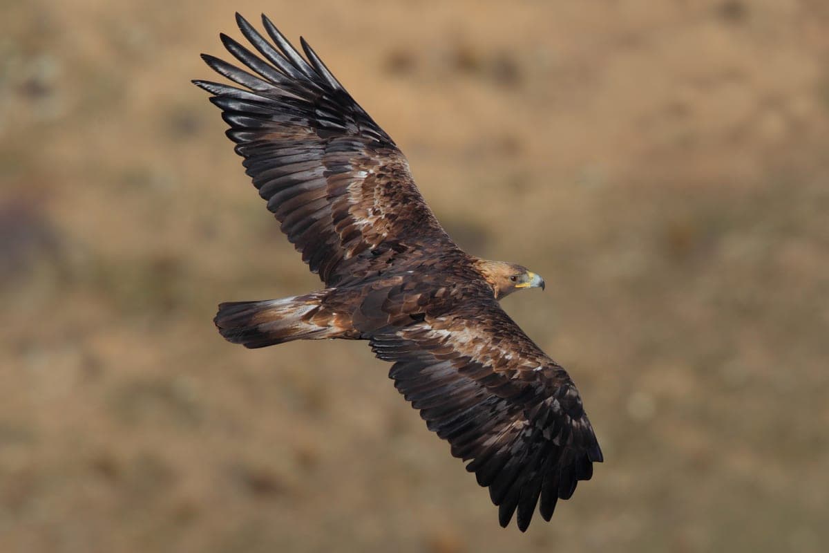Aigle Royal : Plumage brun foncé, nuque dorée, bec jaune crochu, envergure impressionnante (2m), serres puissantes