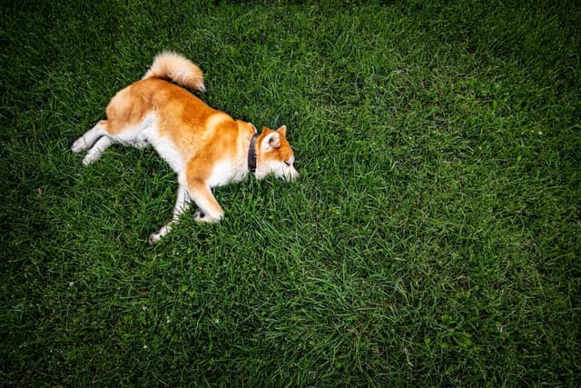 Akita Inu : Tête large en forme d'ours, oreilles triangulaires dressées, queue épaisse enroulée, pelage dense roux, blanc ou bringé