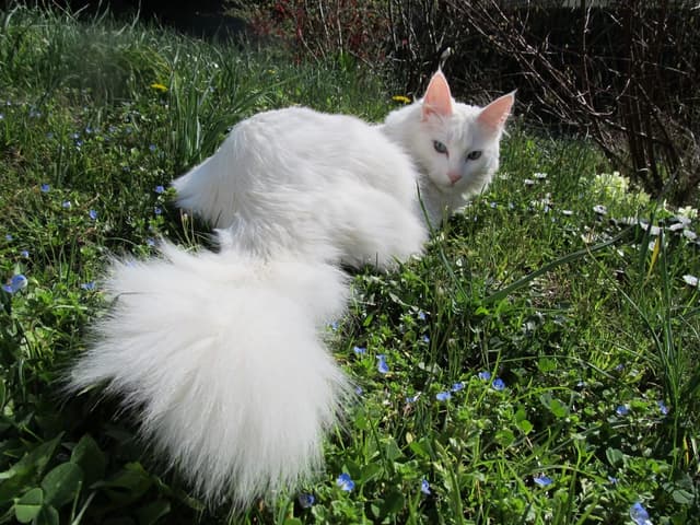 Angora Turc : Pelage mi-long soyeux blanc (souvent), yeux bleus ou vairons possibles, corps élancé, queue en panache, oreilles grandes