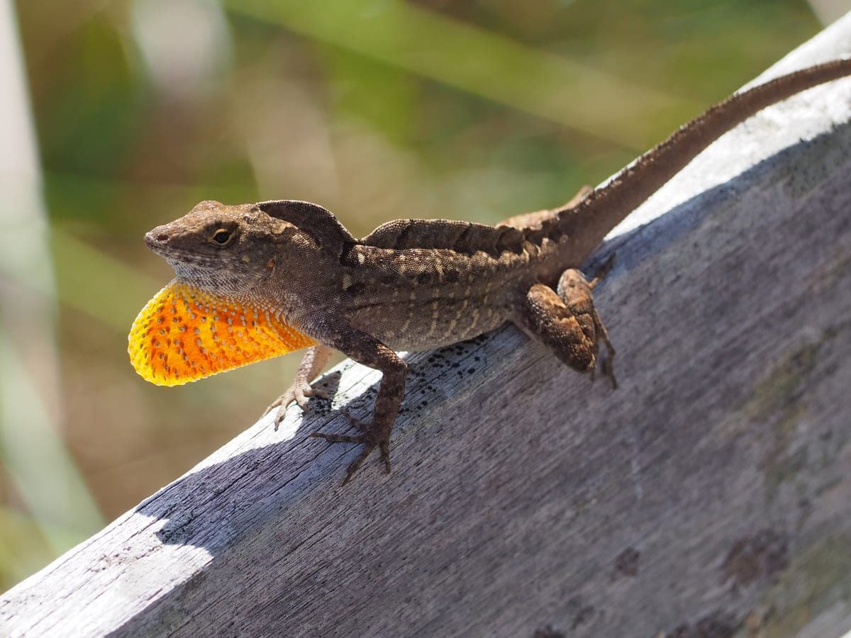 Anolis de Cuba : Lézard coloré avec une crête distinctive sur la tête