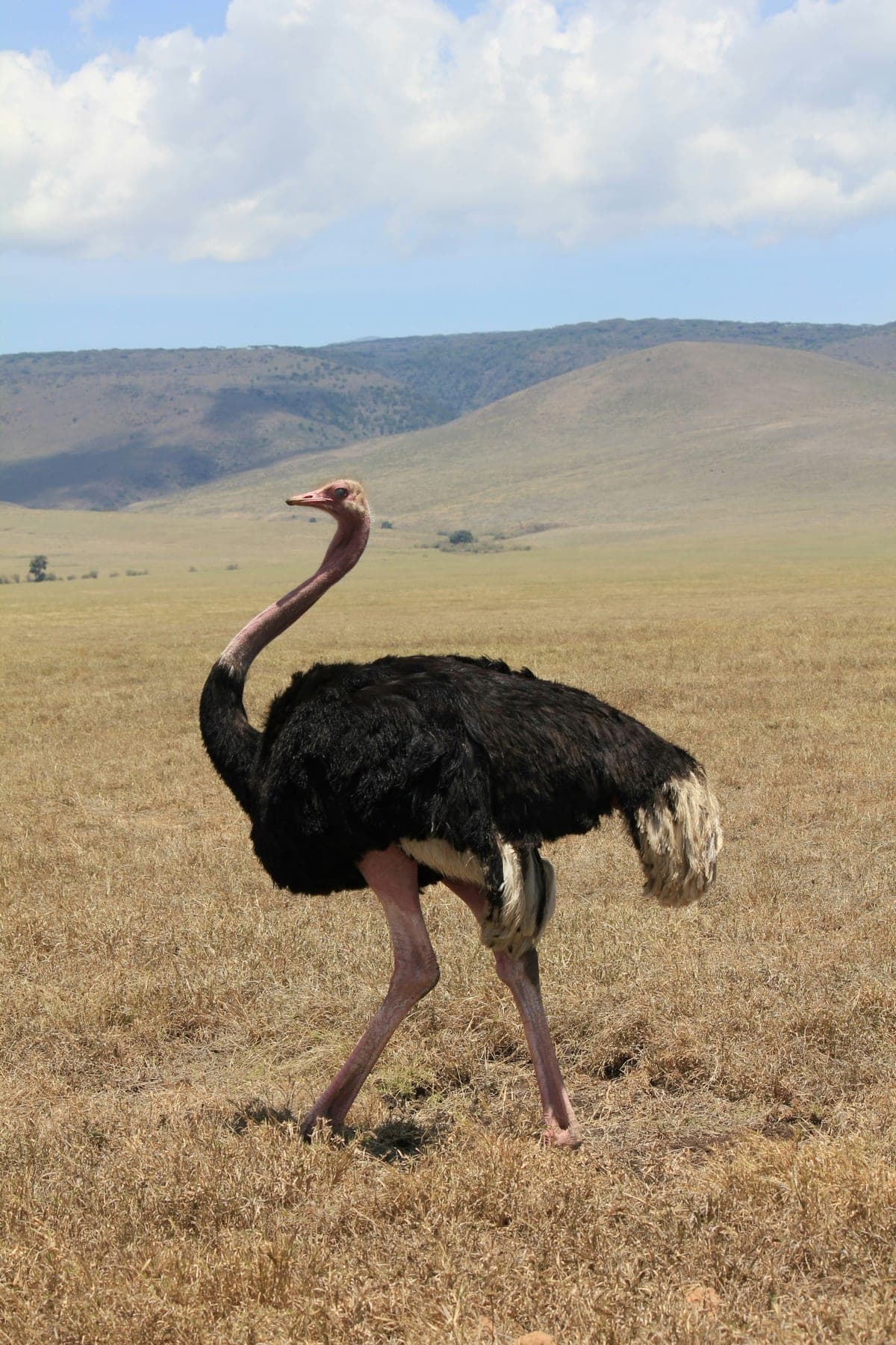 Autruche : Plus grand oiseau au monde (2,80m), longues pattes puissantes, petit corps avec plumes noires/blanches, long cou, ne vole pas