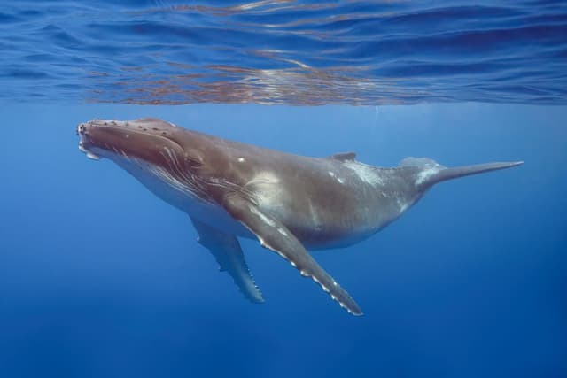 Baleine à bosse : Grande baleine avec de longues nageoires pectorales et une bosse dorsale