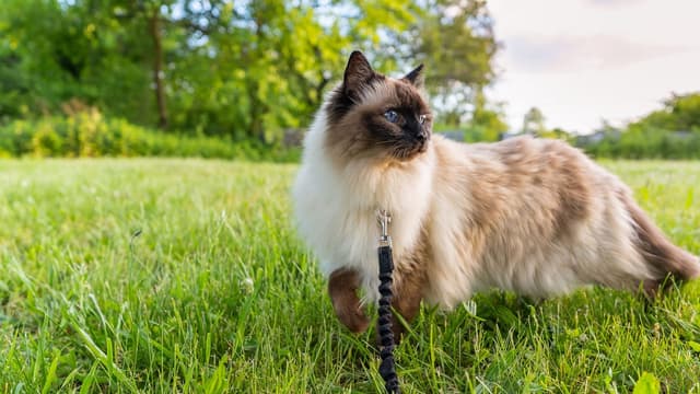 Balinais : Version à poil mi-long du Siamois, queue en panache, pelage soyeux avec points colorés, yeux bleus, silhouette élégante