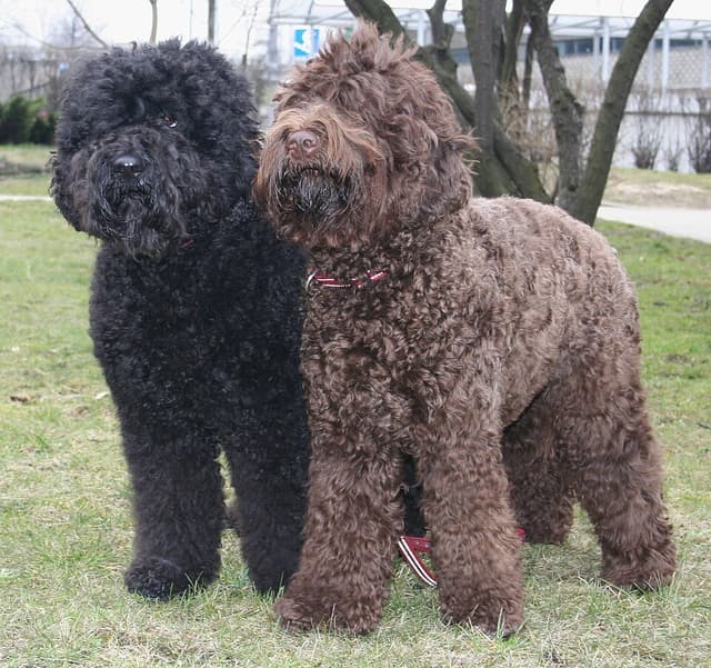 Barbet : Pelage long bouclé/frisé imperméable (noir/marron/fauve), barbe distincte, aspect 'mouillé', pattes palmées, oreilles pendantes