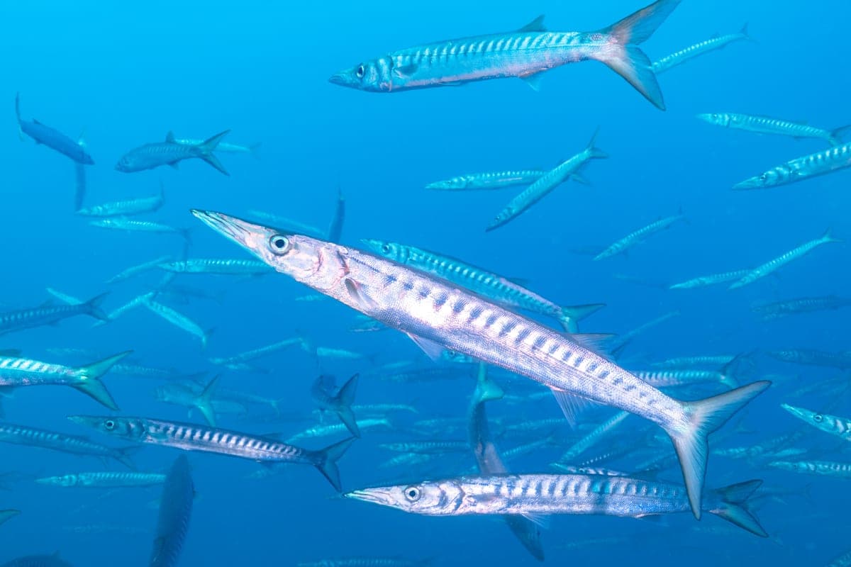 Barracuda : Poisson allongé, argenté, à grande bouche garnie de dents pointues