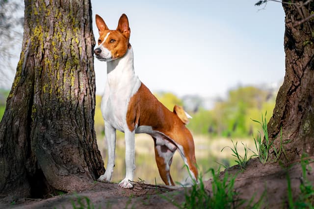 Basenji : Petite taille élégante, front ridé, oreilles dressées, queue enroulée serrée, pelage court roux et blanc