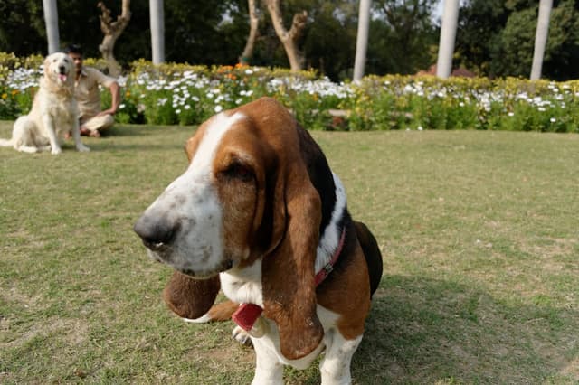 Basset Hound : Corps allongé, pattes très courtes et longues oreilles tombantes