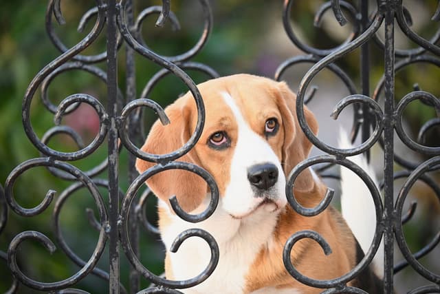 Beagle : Taille moyenne, longues oreilles tombantes, robe tricolore (noir, blanc, marron), expression douce et curieuse