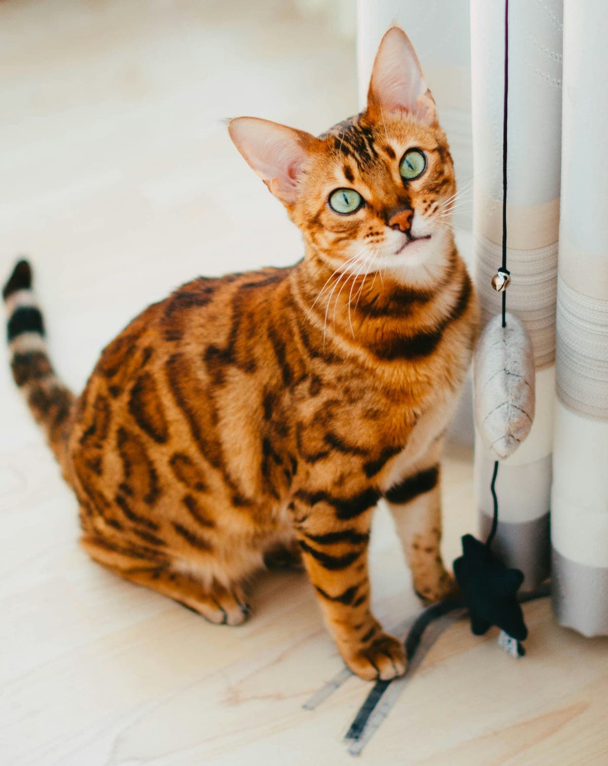 Bengal : Pelage tacheté ou marbré comme un léopard, corps musclé et athlétique, yeux verts ou dorés, aspect sauvage