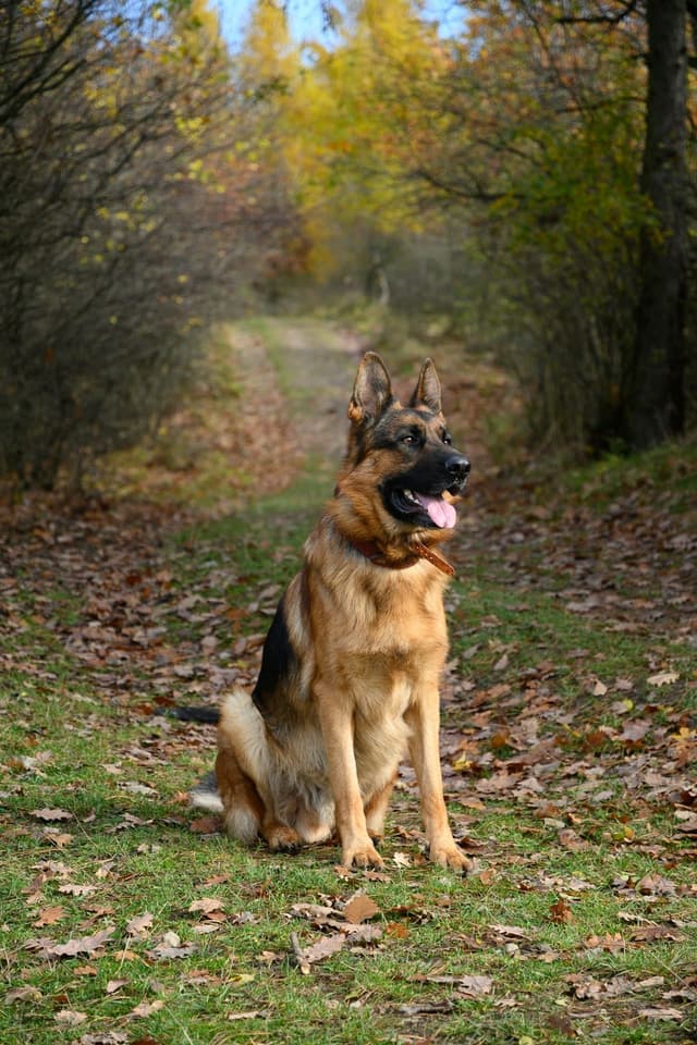 Berger Allemand : Grandes oreilles dressées, corps musclé et allongé, pelage noir et feu, expression alerte et intelligente