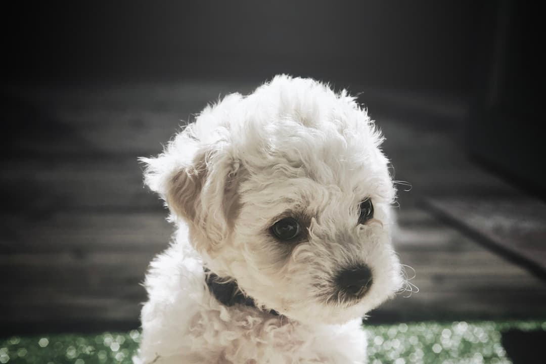 Bichon Frise : Pelage blanc bouclé en forme de boule de coton, yeux noirs ronds, petit chien compact, expression joyeuse