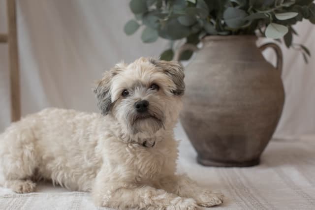 Bichon Havanais : Long pelage soyeux ondulé en plusieurs couleurs, petite taille, queue portée sur le dos, expression joyeuse