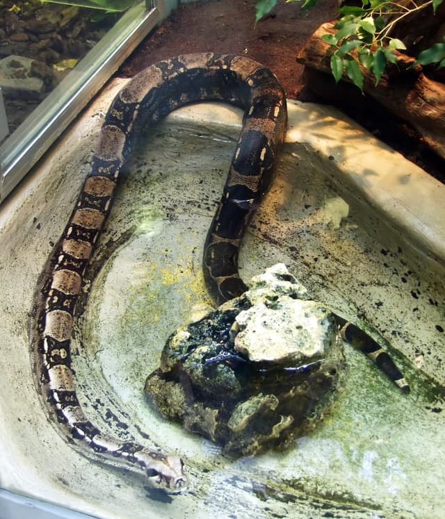 Boa constrictor : Grand serpent massif marqué de taches brunes en forme de selles