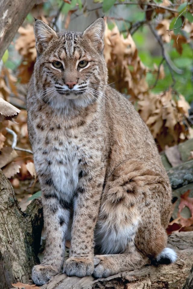 Bobcat : Queue courte avec bout noir au-dessus et blanc en dessous, favoris prononcés, taches brunes sur fond beige-roux