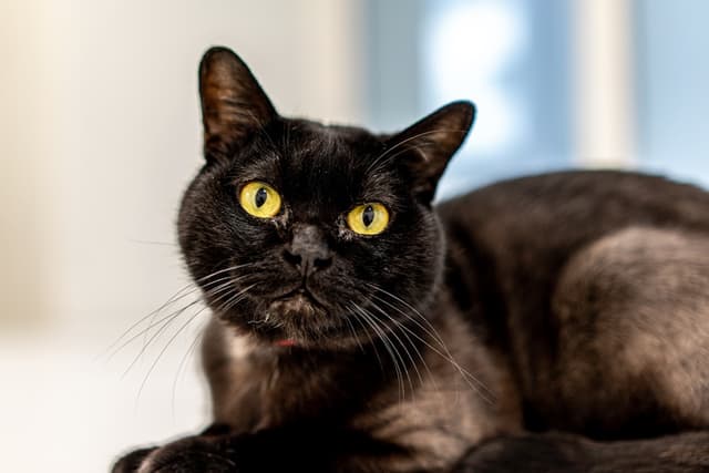 Bombay : Pelage noir de jais brillant comme du cuir verni, yeux cuivrés dorés intenses, corps musclé, ressemble à une mini panthère