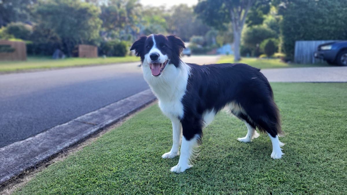 Border Collie : Pelage mi-long noir et blanc (ou autres couleurs), regard intense et hypnotisant, corps athlétique, oreilles semi-dressées