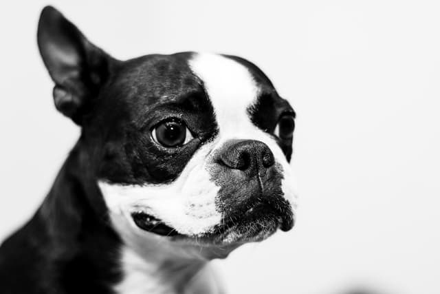 Boston Terrier : Robe noir et blanc type smoking, face plate, grands yeux ronds, oreilles dressées, petit corps carré et musclé
