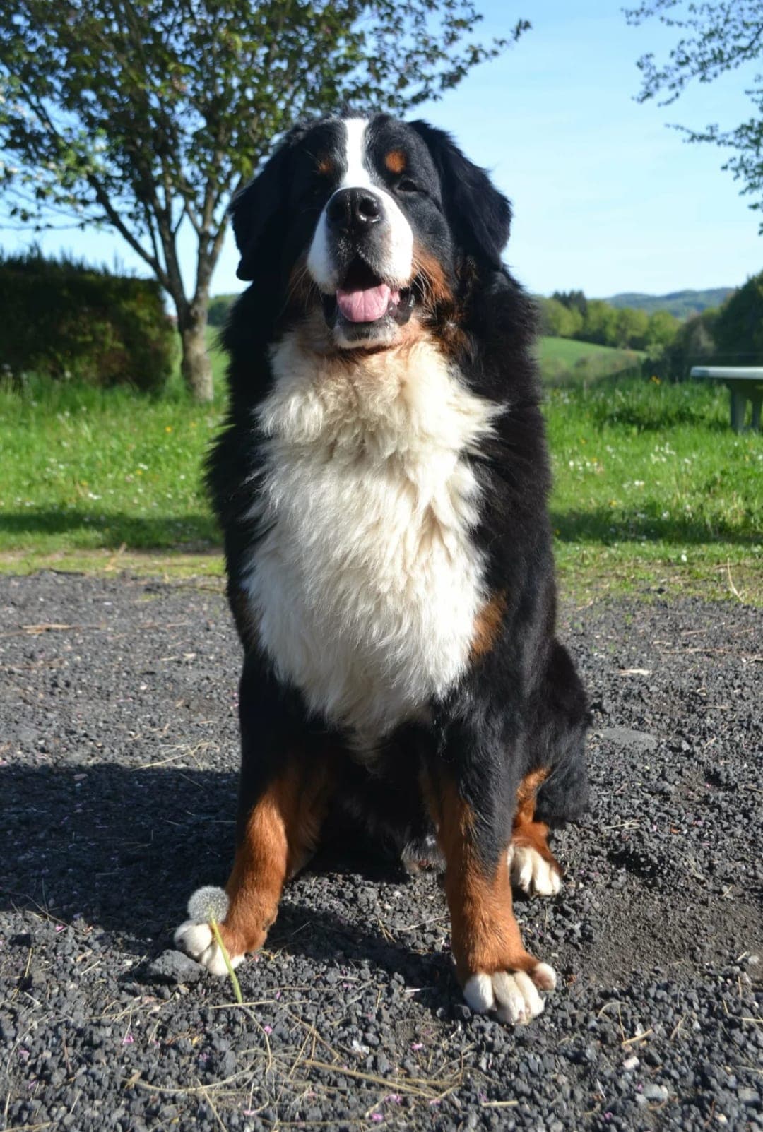 Bouvier bernois : Grand chien tricolore noir, feu et blanc, au long poil