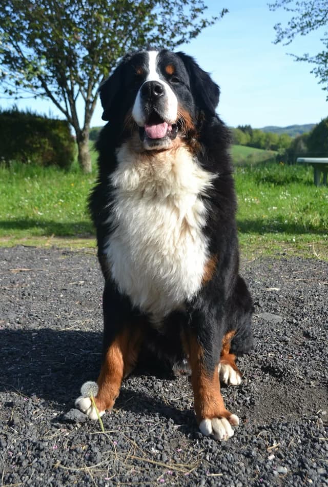 Bouvier bernois : Grand chien tricolore noir, feu et blanc, au long poil