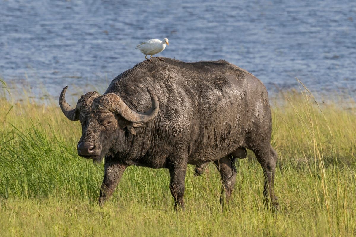 Buffle d’Afrique : Bovin massif et sombre, aux cornes épaisses qui se rejoignent sur le front