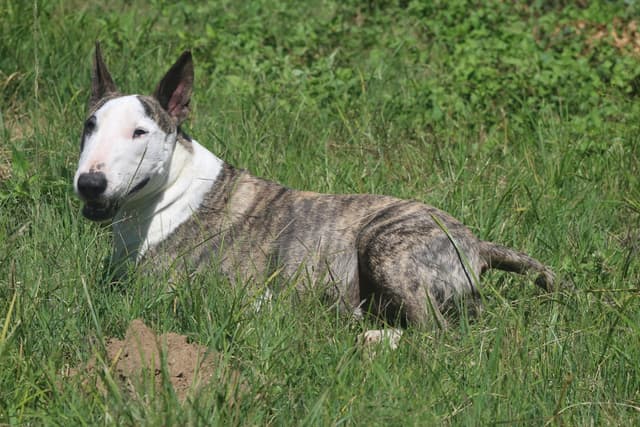 Bull Terrier : Tête unique en forme d'œuf sans stop, petits yeux triangulaires, corps musclé et compact, expression déterminée
