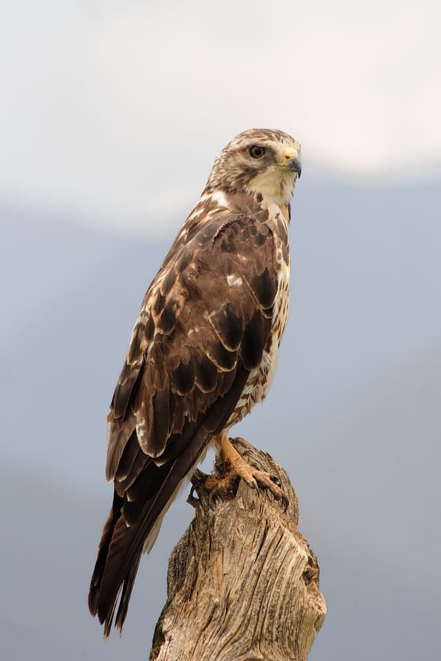 Buse Variable : Rapace brun variable, ailes larges et rondes, queue courte en éventail, ventre clair barré, plane en cercles