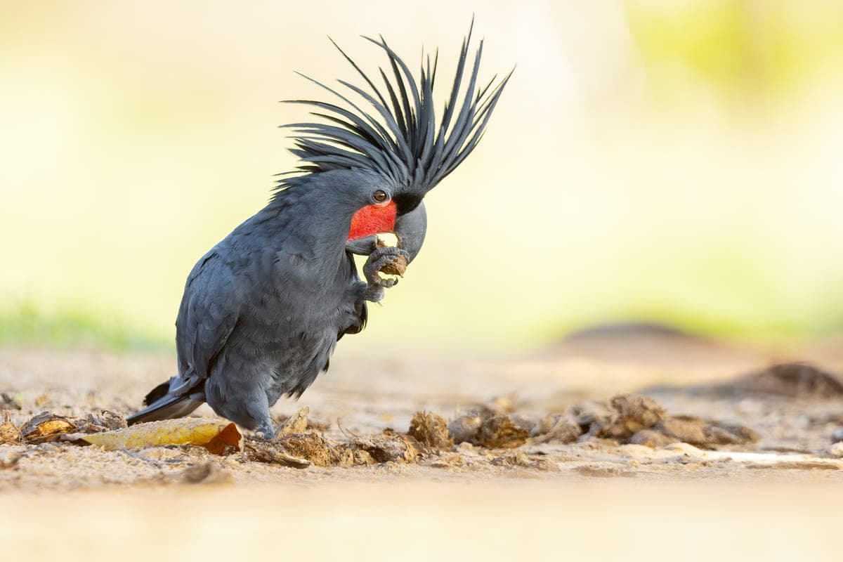 Cacatoès noir : Un grand cacatoès avec un plumage noir et une crête impressionnante