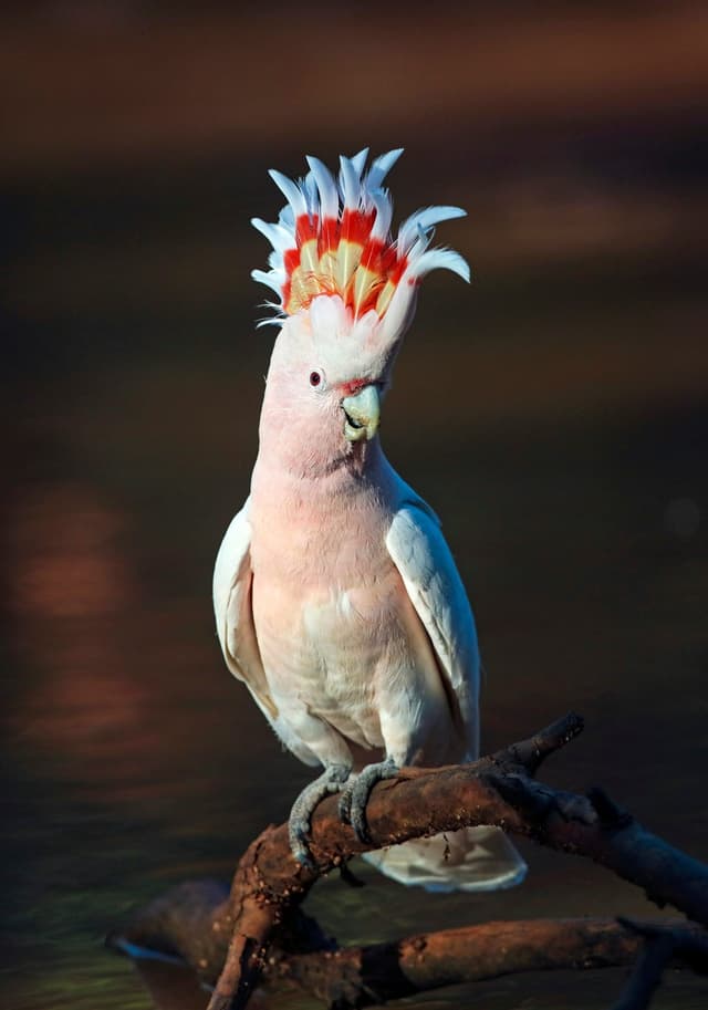 Cacatoès : Huppe érectile jaune ou rose (crête), plumage blanc ou rose, bec courbé puissant, très expressif et bruyant