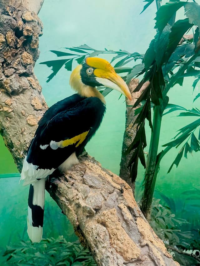 Calao Bicorne : Énorme bec jaune avec casque creux sur le dessus, plumage noir et blanc, queue blanche avec bande noire, yeux rouges chez la…