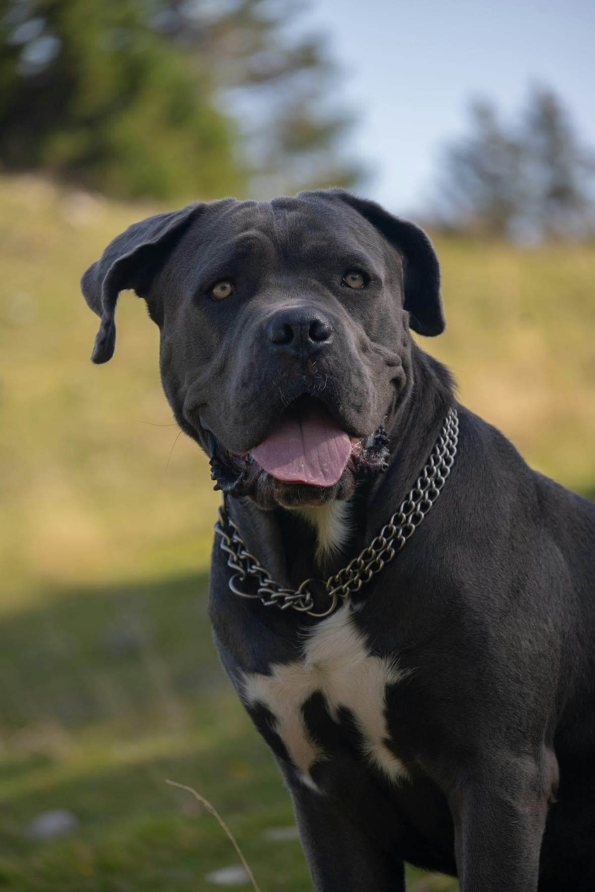 Cane Corso : Molosse puissant, tête massive carrée, muscles saillants, pelage court noir ou gris, expression intimidante