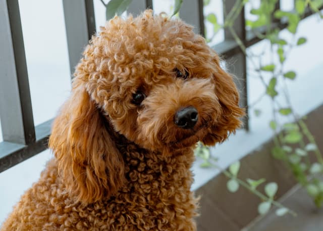 Caniche : Pelage bouclé et dense, museau long et fin, oreilles tombantes, disponible en plusieurs tailles (toy, nain, moyen, royal)