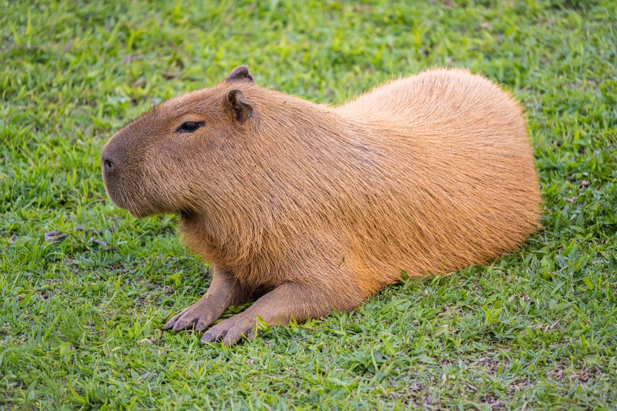 Capybara : Grand rongeur brun au corps massif et au museau carré