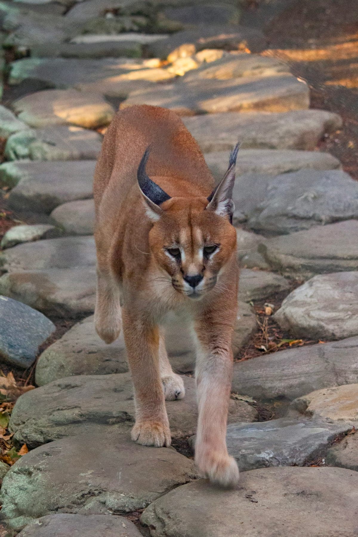 Caracal : Grandes oreilles noires pointues avec longs pinceaux (comme un lynx), pelage brun-roux uni, corps élancé et athlétique