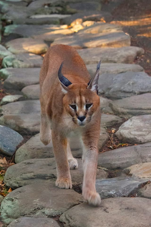 Caracal : Grandes oreilles noires pointues avec longs pinceaux (comme un lynx), pelage brun-roux uni, corps élancé et athlétique