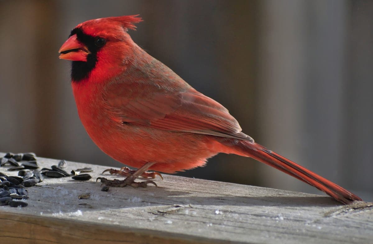 Cardinal Rouge : Mâle entièrement rouge vif avec huppe pointue, masque noir autour du bec, bec orange/rouge conique, femelle brun-orangé