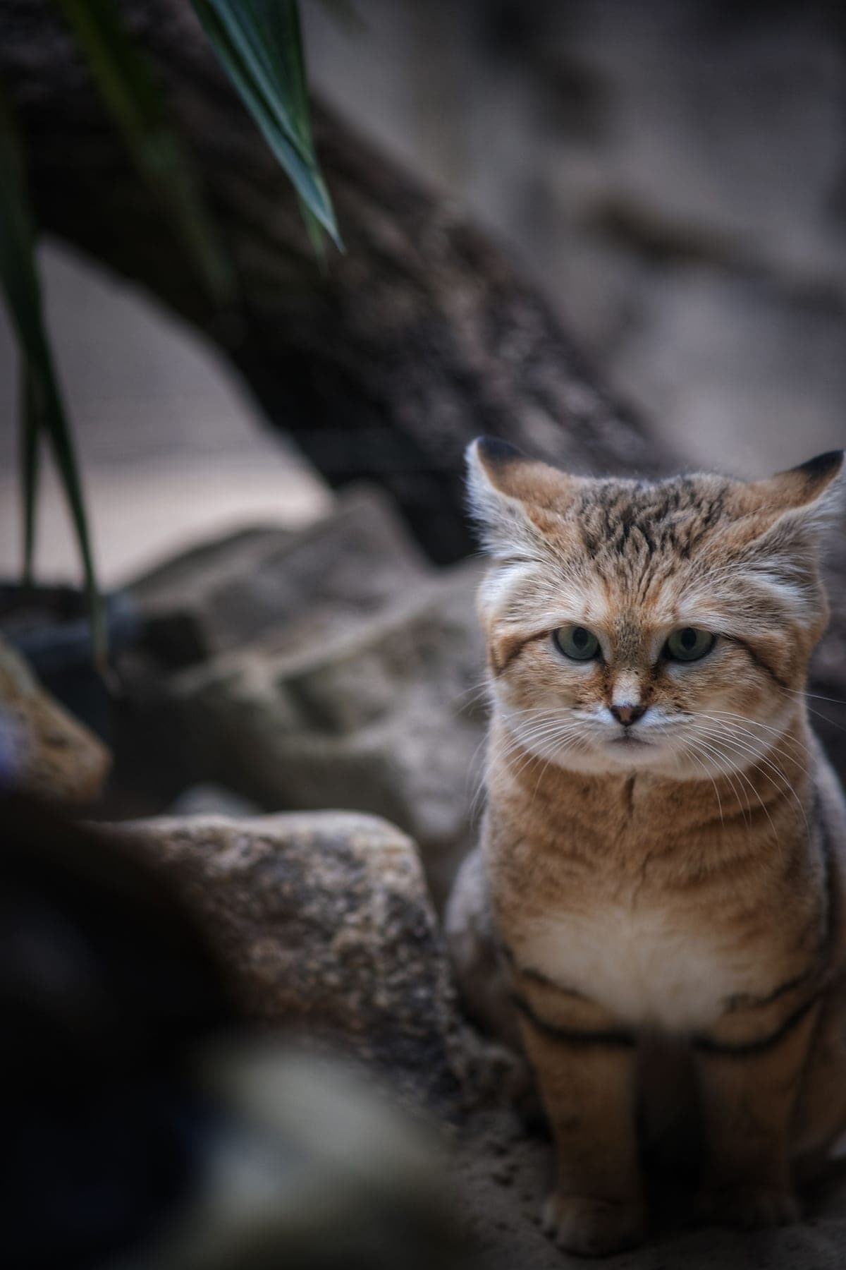 Chat des Sables : Très petit (chat domestique), grandes oreilles larges triangulaires, tête large ronde, pelage sable-pâle, coussinets poilus…