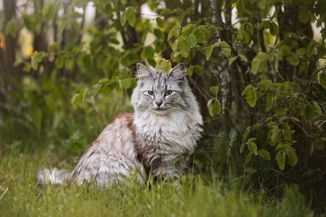 Chat Norvégien : Long pelage épais et imperméable, grande taille, touffes de poils aux oreilles, queue touffue, corps robuste