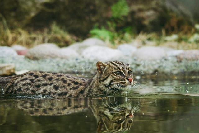 Chat Pêcheur : Corps trapu et musclé, pattes partiellement palmées, pelage gris-brun avec rayures et taches, oreilles courtes et arrondies