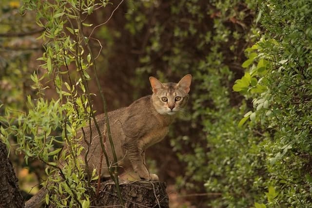 Chausie : Grande taille athlétique, pattes longues, oreilles grandes avec touffes, pelage uni ou ticked, allure de chat de jungle