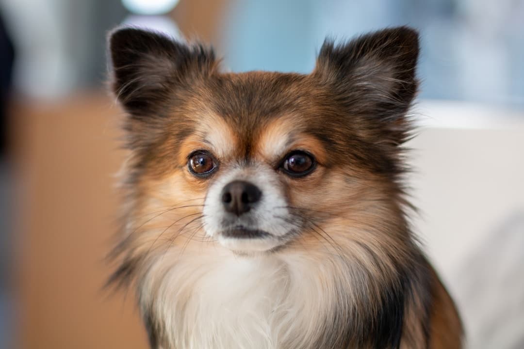 Chihuahua : Plus petit chien du monde, tête en forme de pomme, grands yeux expressifs, oreilles dressées surdimensionnées