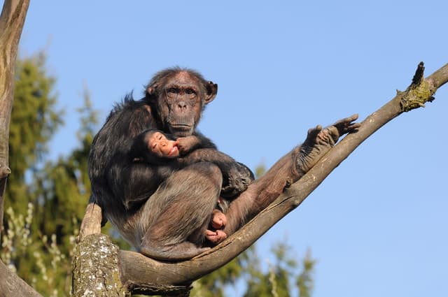 Chimpanzé : Primate brun-noir au visage clair, aux longues oreilles et aux bras étendus