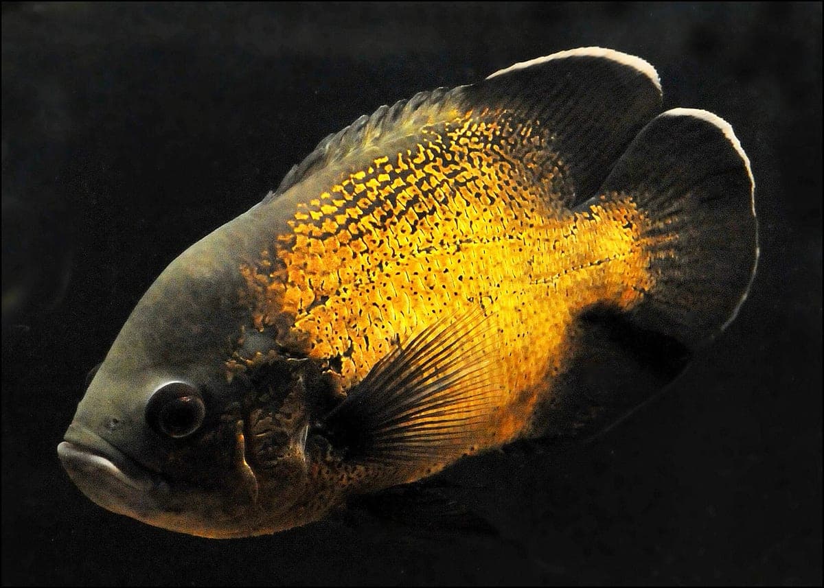 Cichlidé Oscar : Poisson coloré avec des motifs d'orange et noir