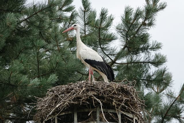 Cigogne Blanche : Grande (1m), plumage blanc avec bouts d'ailes noirs, long bec rouge, longues pattes rouges, nid géant sur les toits
