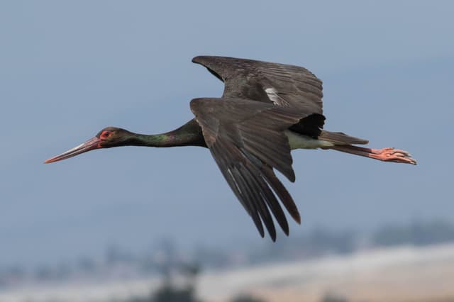 Cigogne noire : Cigogne avec un plumage noir et des pattes longues
