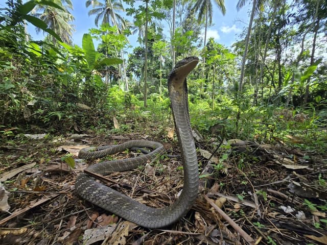 Cobra royal : Très long serpent dressant un large capuchon lorsqu’il est menacé