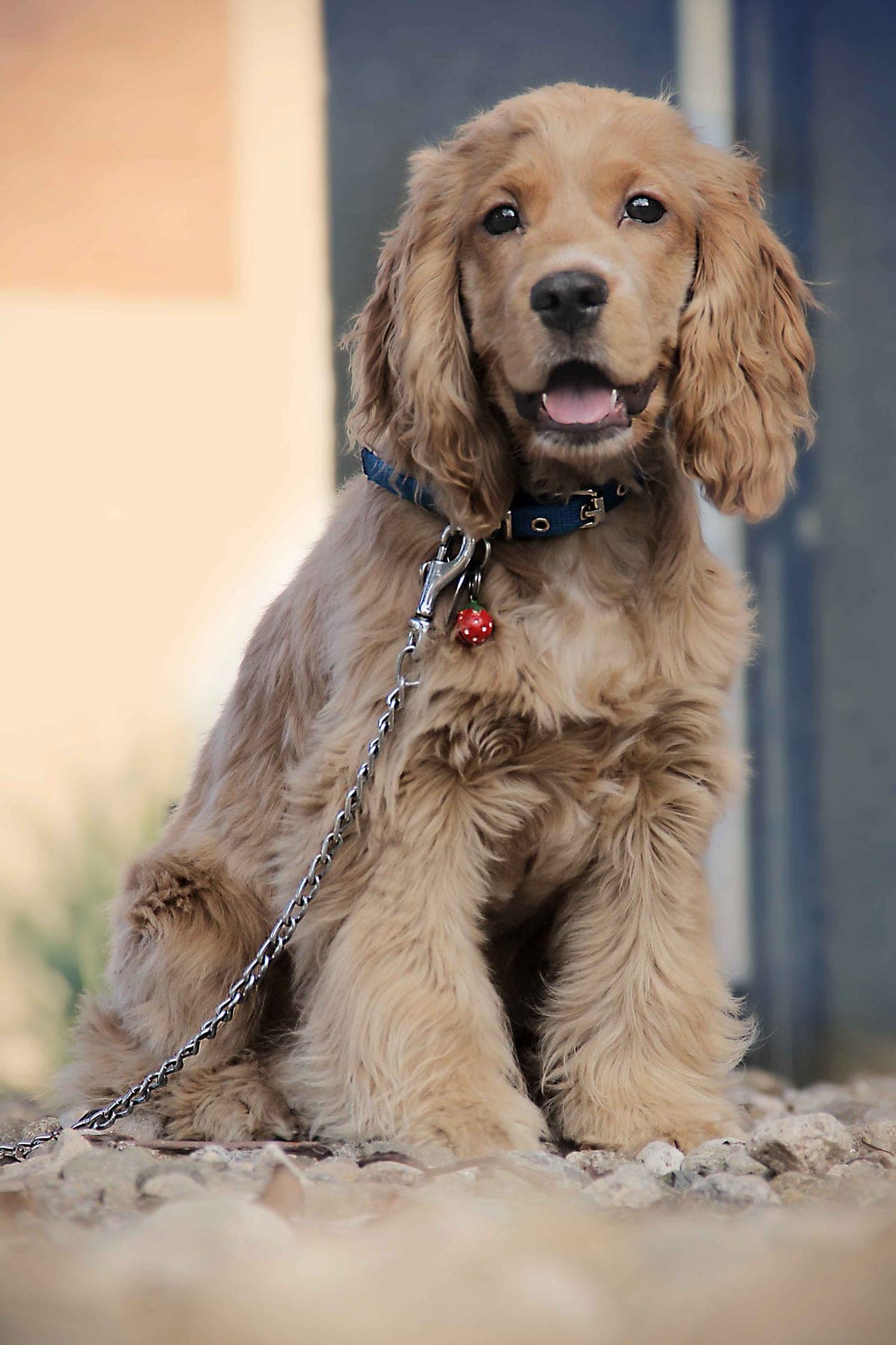 Cocker Spaniel : Très longues oreilles tombantes et soyeuses, yeux expressifs et doux, pelage ondulé abondant, taille moyenne et silhouette…
