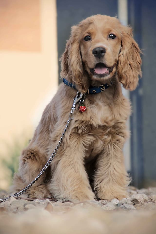 Cocker Spaniel : Très longues oreilles tombantes et soyeuses, yeux expressifs et doux, pelage ondulé abondant, taille moyenne et silhouette…