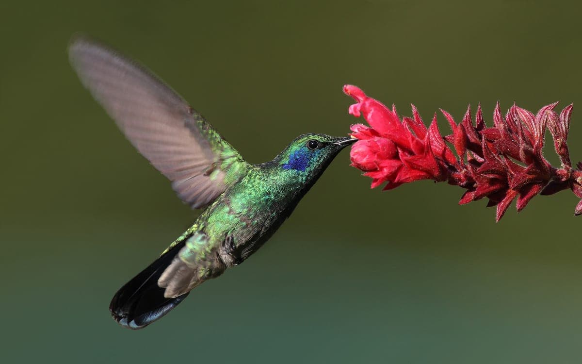 Colibri : Minuscule oiseau (7cm), plumage iridescent coloré, long bec fin, vol stationnaire rapide, ailes invisibles en vol