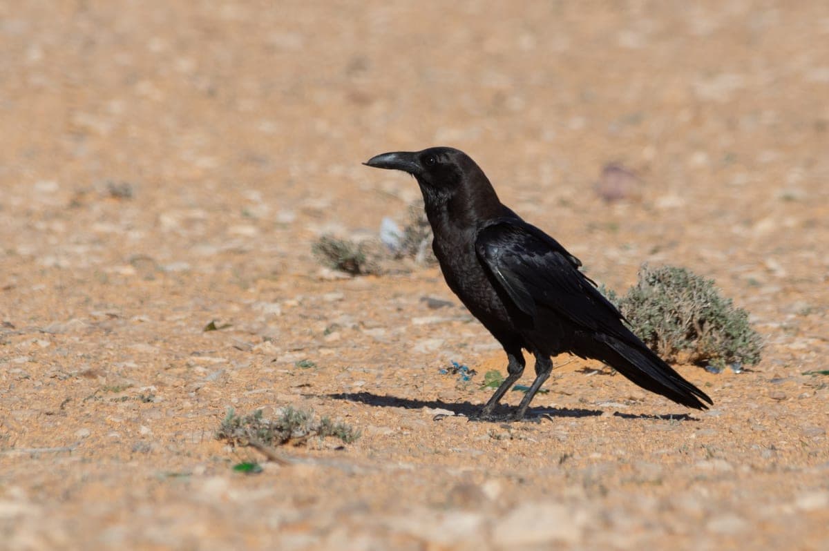 Corbeau : Entièrement noir avec reflets métalliques, gros bec noir, grande taille, queue cunéiforme, intelligence remarquable