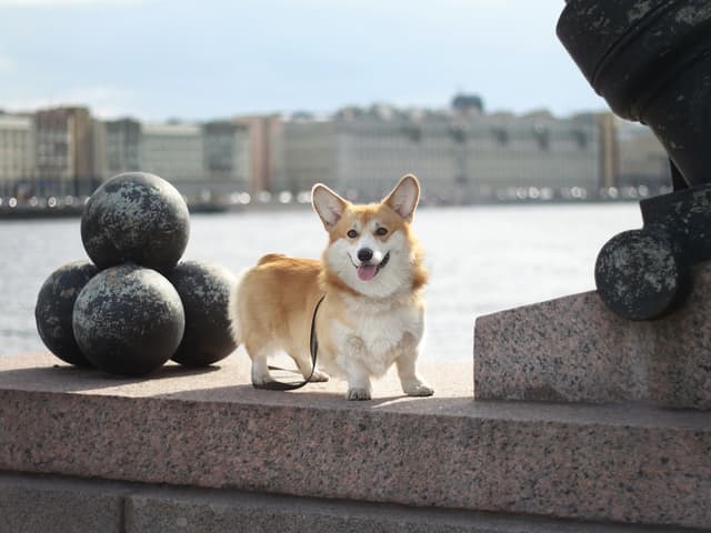 Corgi Gallois : Pattes très courtes, corps long, grandes oreilles dressées pointues, expression souriante, queue courte ou absente